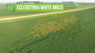 Sclerotinia White Mold 1044 Air Date 4818 [upl. by Alisa399]