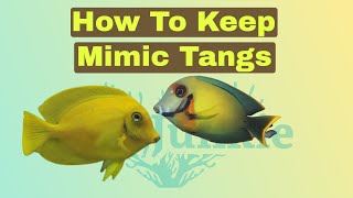 How To Care For Chocolate Mimic Tangs Surgeonfish [upl. by Ebert]