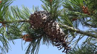 Pinus monticola Pinaceae western white pine [upl. by Anawait279]