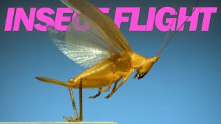 Insects in flight  11 incredible species in SLOW MOTION [upl. by Malim]