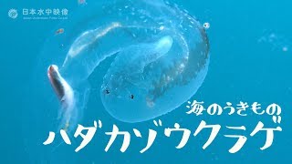 透明でプルプルの体 ハダカゾウクラゲ の生態〜海のうきもの〜捕食！Cute large floating sea snail “Pterotrachea coronata” suitube7 [upl. by Elmaleh998]