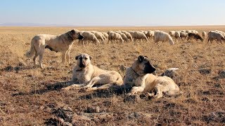 Turkish Kangal Documentary [upl. by Inoj]