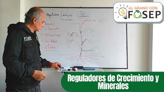 REGULADORES DE CRECIMIENTO Y MINERALES [upl. by Natehc713]