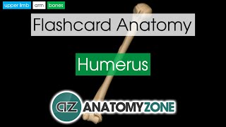 Humerus  Flashcard Anatomy [upl. by Nichols]