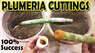 HOW TO GROW PLUMERIA FROM CUTTINGS  PLUMERIA PROPAGATION  Sprouting Seeds [upl. by Lindell]