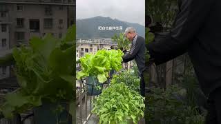 Rooftop gardening tips rooftop gardentips garden gardening vegetables agriculture rurallife [upl. by Prunella]