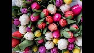 Zo kun je tulpen het beste verzorgen  Eigen Huis amp Tuin [upl. by Emorej]