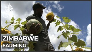 Young Zimbabweans turn to farming to survive [upl. by Naitsirc791]