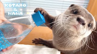 カワウソに初めて炭酸水あげたらとんでもない事になった Otter Reacts To Trying Sparkling Water [upl. by Kaiulani418]