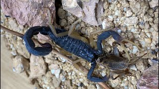 PET ALLIGATOR BACKED SCORPION STINGS AND EATS A CRICKET Hottentotta franzwerneri [upl. by Asim]