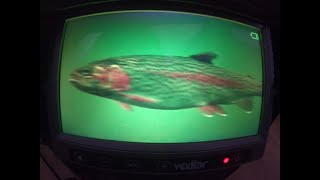 Vexilar Fish Scout FS800 IR underwater camera footage [upl. by Pappas127]