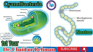 69 Characteristics of Cyanobacteria  Nostoc  Hormogonia  Akinetes  Class 11  Biology [upl. by Hutchins]