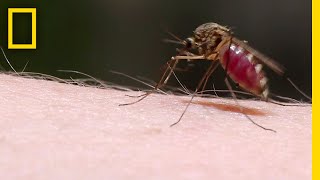 See How Mosquitoes Use Stealth to Steal Your Blood  National Geographic [upl. by Leay192]