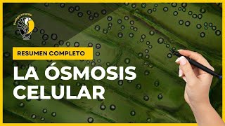 ÓSMOSIS 👉 Soluciones hipotónicas isotónicas e hipertónicas 👌 [upl. by Auqenaj932]