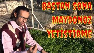 Maydonoz Nasıl Yetiştirilir [upl. by Joashus650]