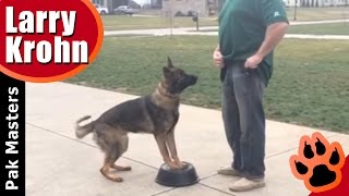 How to teach any dog a competition style heel [upl. by Mighell]