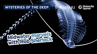 Mysteries of the Deep with MBARIs Rob Sherlock — Midwater Marvels of Monterey Bay [upl. by Ahcirt]