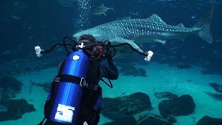 Georgia Aquarium Whale sharks and manta rays [upl. by Anwahsit]