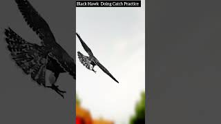 Black Hawk Doing Catch Practice fyp [upl. by Ozne]