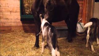 Twin Foals day 1 3 [upl. by Annmarie]