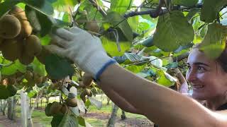 Kiwifruit picking [upl. by Studnia]