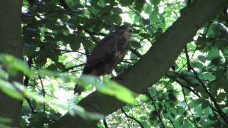 Vroege Vogels  Krijsende buizerd [upl. by Rockel]