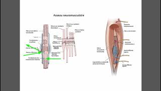 Fuseau neuromusculaire [upl. by Jabe]