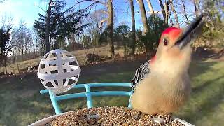 Red bellied woodpecker 32124 [upl. by Alyek]