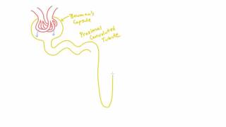 Meet the Nephron of the Kidney  AnatomyStructure [upl. by Sackville]