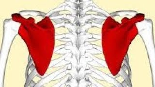 La scapula lomoplate [upl. by Ojoj]