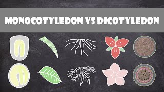 Differences between Monocots and Dicots  Plant Biology [upl. by Pomeroy]