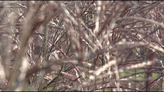 Waarom siergrassen in de tuin Sterk  Tuinmanieren [upl. by Pinkerton]