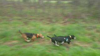 Roarks Blackcreek beagles [upl. by Nnyloj49]