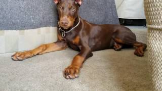 Doberman pup [upl. by Asimaj]