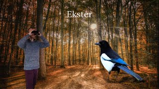 Vogel beginnerscursus 7  Ekster [upl. by Enytsirk243]