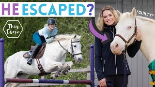 Mickey ESCAPED New Saddle AD Barn Vlog  This Esme [upl. by Jarita941]