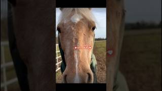 HarlowLunaWhite horse harlow popcorn horses4life equestrian edit stopharlowhate [upl. by Azyl]