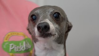 I Filmed My Dog Whenever He Cried Or Was Nasty For 24 Hours [upl. by Toffic]