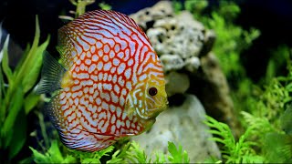 Top 7 Ideas for Your 75 Gallon Aquarium [upl. by Ballman]