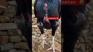 Big Rooster 😲  Double Body Size Compared to Normal Roosters [upl. by Adyaj]