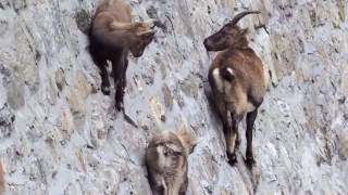 Alpine Ibex goats climbing walls  National Geo Graphic [upl. by Ardnekan]