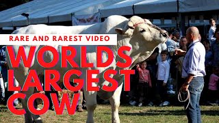 WORLDS LARGEST AND TALLEST COWS CHIANINA CATTLE BREED WORLDS LARGEST BULL [upl. by Hairu281]