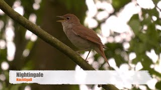 Nightingale Song  Nachtigall Gesang [upl. by Eissej]