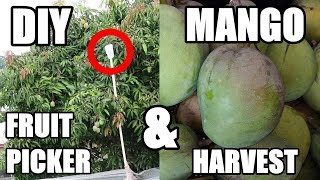 How To Make a Fruit Picker  Mango Harvest [upl. by Eiclud]