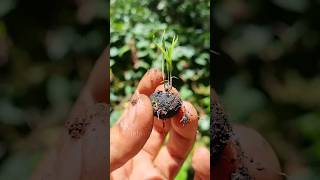 Kenya’s Seedball Revolution 🌱 shorts seedballs kenya greenery forestation india [upl. by Aicatsue]