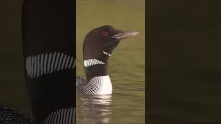 Common Loons Calling [upl. by Wolfgang]