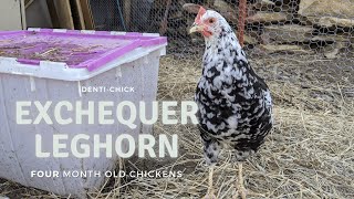 Exchequer Leghorn 4MonthOld Chickens [upl. by Ymled327]