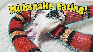 Feed My Pet Friday Milksnake Newly Reclassified [upl. by Rot]