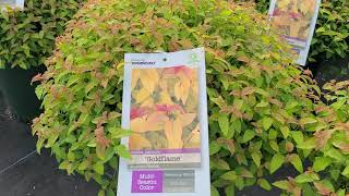 Spiraea Goldflame Japanese Spirea  INTENSE Golden Foliage with Red Tips amp Bright Pink Flowers [upl. by Eelram]