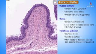 Histology of Urinary bladder  Shotgun Histology [upl. by Profant]